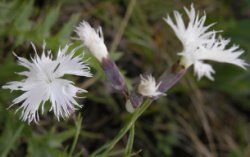 Dianthus plumarius ssp. praecox