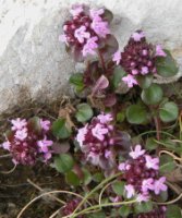 Thymus alpestris