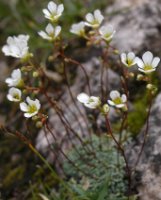 Saxifraga caesia