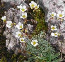 Saxifraga caesia