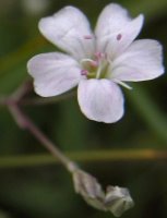 Gypsophila repens