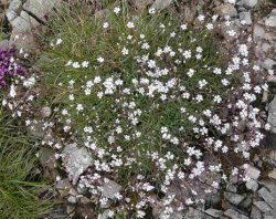 Gypsophila repens