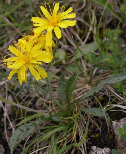 Crepis jacquinii