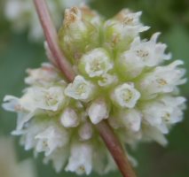 Cuscuta europaea ssp. europaea (kanianka pospolita typowa)