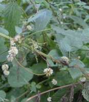 Cuscuta europaea ssp. europaea (kanianka pospolita typowa)