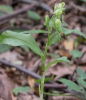 Epipactis albensis