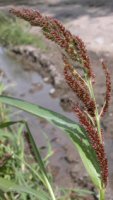 Echinochloa crus-galli