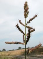 Echinochloa crus-galli