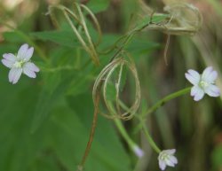 Epilobium montanum