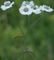 Achillea ptarmica