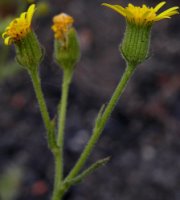 Senecio viscosus (starzec lepki)