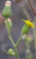 Senecio viscosus (starzec lepki)