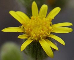 Senecio viscosus (starzec lepki)