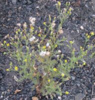 Senecio viscosus (starzec lepki)