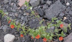 Anagallis arvensis