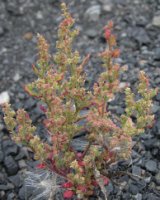 Chenopodium botrys