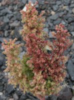 Chenopodium botrys