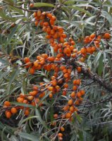 Hippophae rhamnoides (rokitnik zwyczajny)