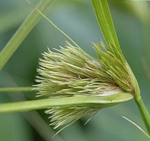 Carex bohemica