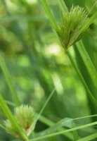 Carex bohemica