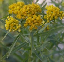 Solidago graminifolia