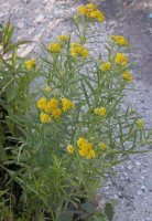 Solidago graminifolia