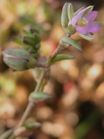 Spergularia salina