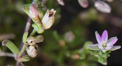 Spergularia salina