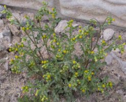 Senecio vulgaris