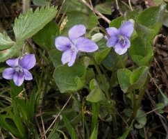 Viola mirabilis