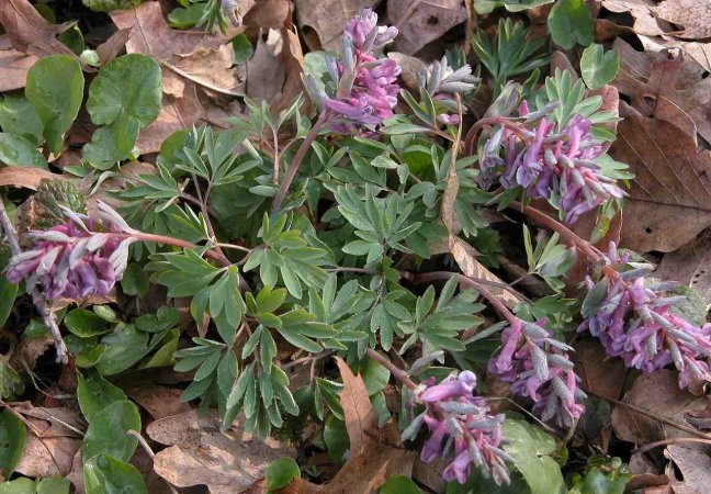 Corydalis solida