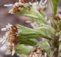 Petasites kablikianus (lepiężnik wyłysiały)