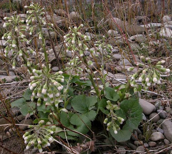 Petasites kablikianus (lepiężnik wyłysiały)