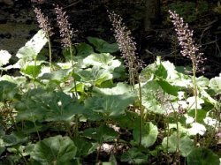 Petasites kablikianus (lepiężnik wyłysiały)