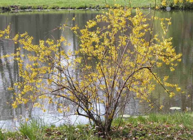 Forsythia ×intermedia (forsycja pośrednia)