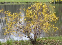 Forsythia ×intermedia (forsycja pośrednia)