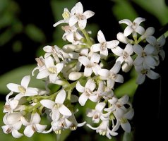 Ligustrum vulgare 