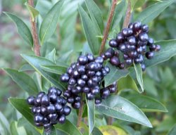 Ligustrum vulgare