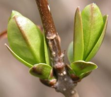 Ligustrum vulgare