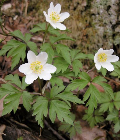 Anemone nemorosa