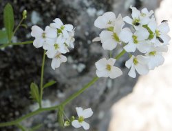 Cardaminopsis arenosa ssp. borbasii