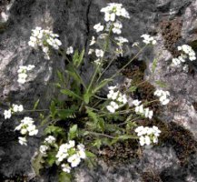 Cardaminopsis arenosa ssp. borbasii