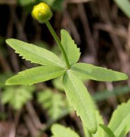 Ranunculus cassubicus (jaskier kaszubski)