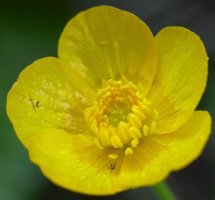 Ranunculus cassubicus (jaskier kaszubski)