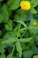 Ranunculus cassubicus (jaskier kaszubski)