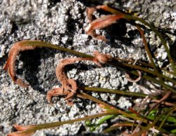 Asplenium septentrionale (zanokcica północna)