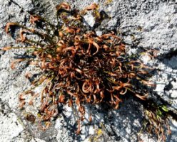 Asplenium septentrionale (zanokcica północna)