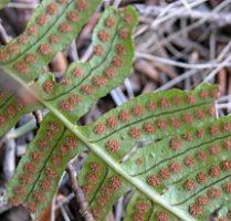 Polypodium vulgare