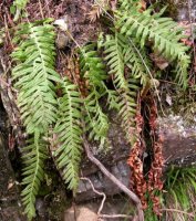 Polypodium vulgare