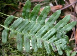 Polypodium vulgare